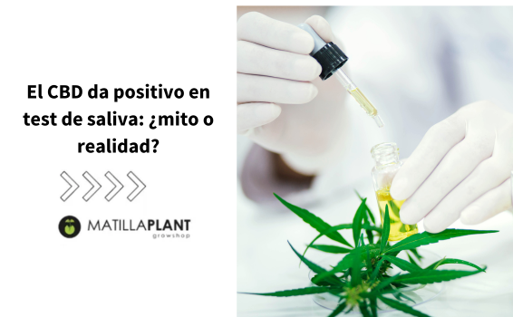 ¿El CBD puede dar positivo en un test de drogas?