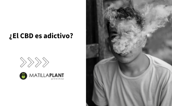 ¿El CBD es adictivo?