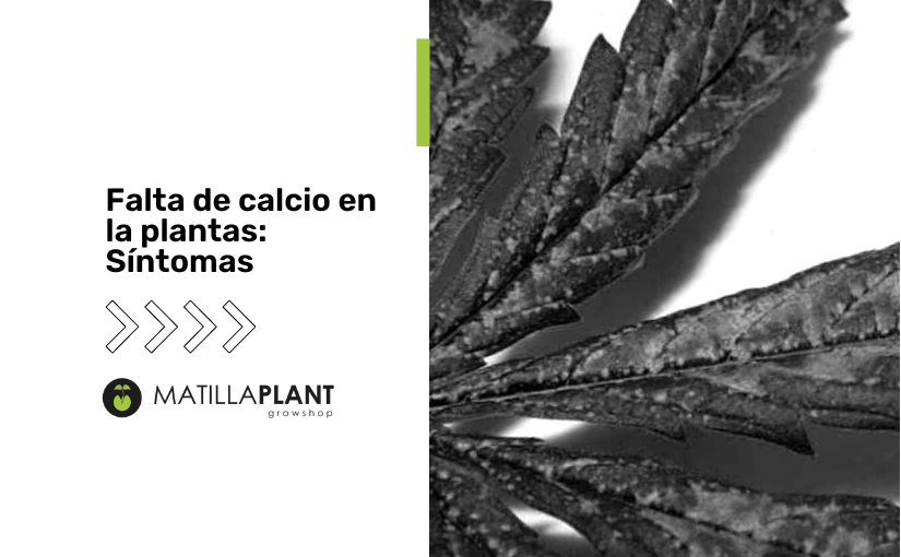 Falta de calcio en la plantas: Síntomas
