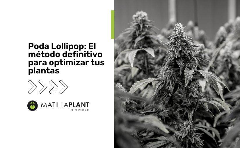 Poda Lollipop: El método definitivo para optimizar tus plantas