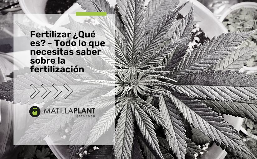 Fertilizar ¿Qué es? - Todo lo que necesitas saber sobre la fertilización